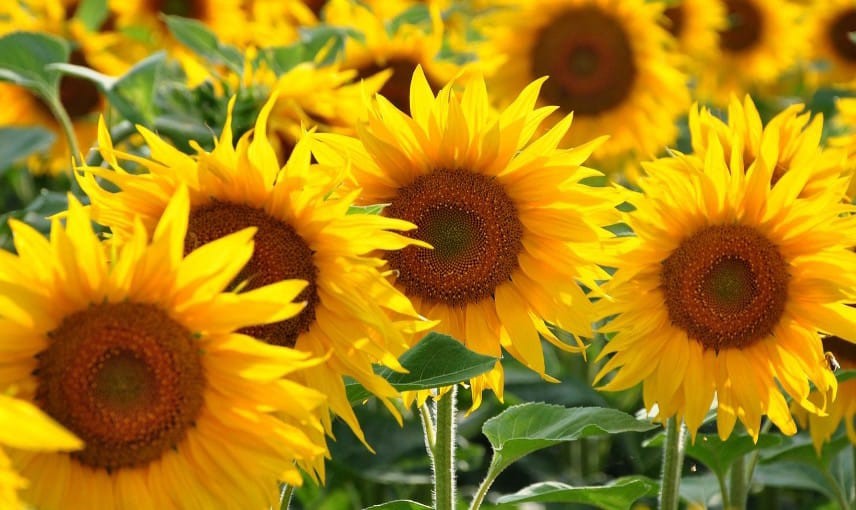 tournesol